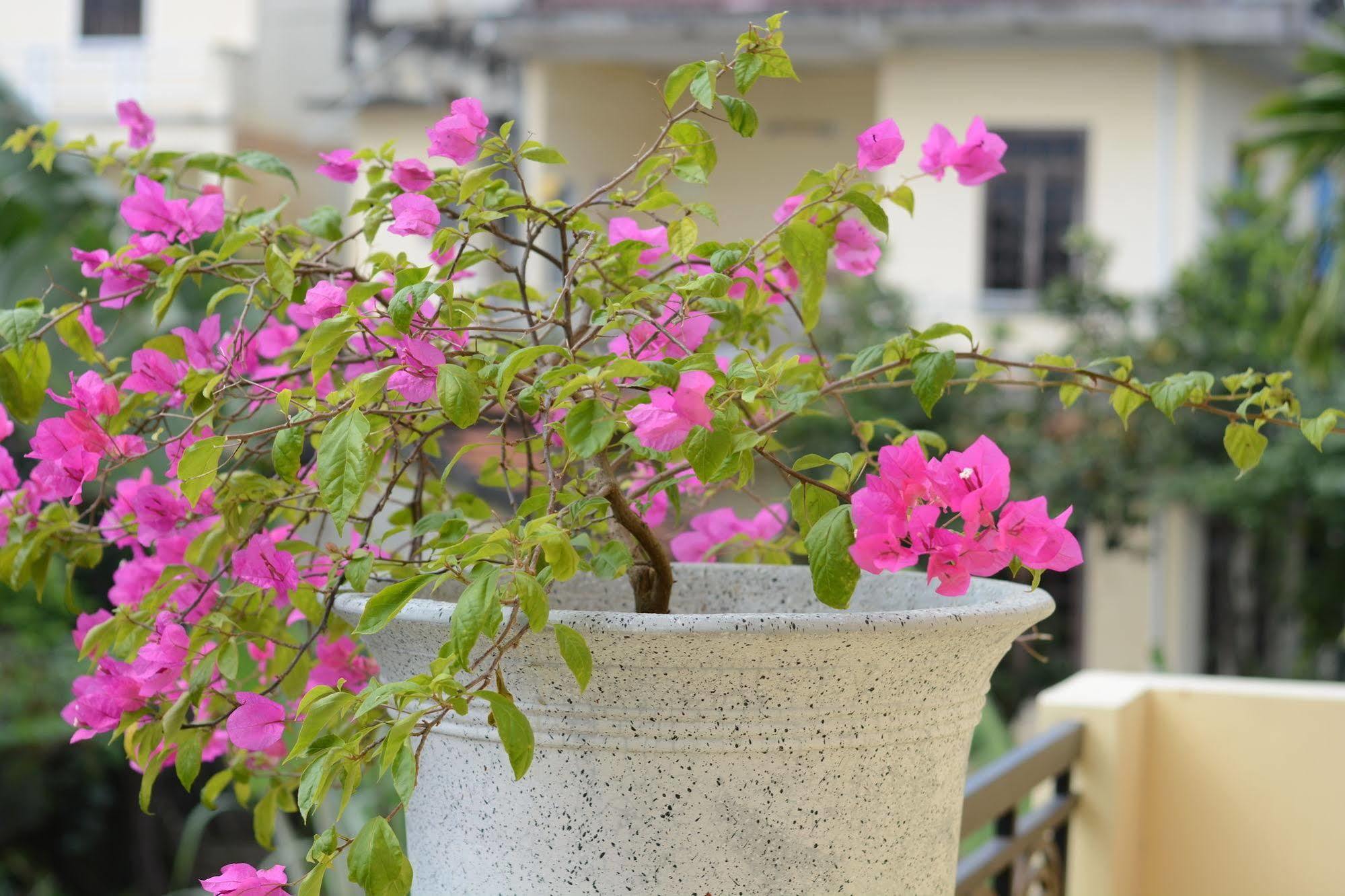 Botanic Garden Villas Хоян Екстер'єр фото